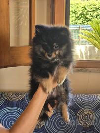 Cuccioli di Spritz tedesco piccolo