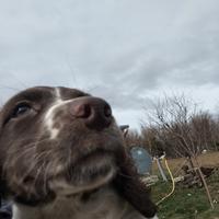 Springer