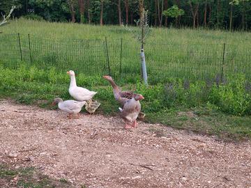 Ibridi oca Franconia, Tolosa, pezzata, romagnola