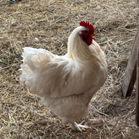 Gallo incrocio con cocincina gigante