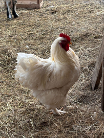 Gallo incrocio con cocincina gigante