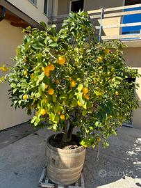 Pianta di limone secolare