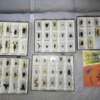 Insetti in resina da collezione