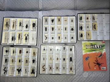 Insetti in resina da collezione