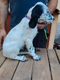 Setter inglese