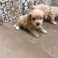 Maltipoo cuccioli