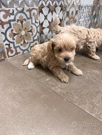 Maltipoo cuccioli