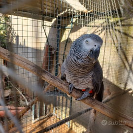 Maschio cenerino adulto