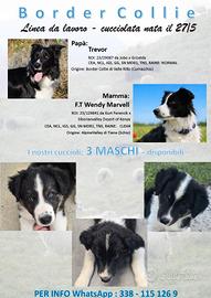 3 Border Collie Maschi con Pedigree