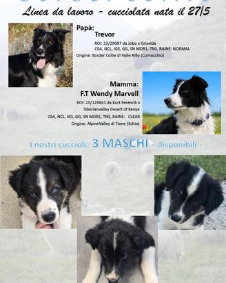 3 Border Collie Maschi con Pedigree
