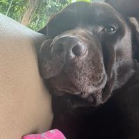 Labrador cioccolato per monta