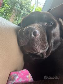 Labrador cioccolato per monta