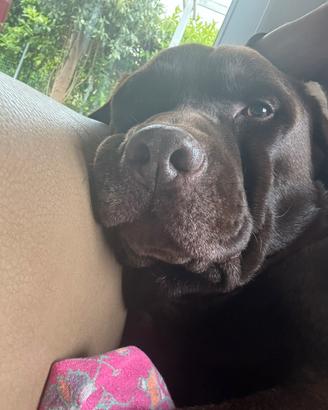 Labrador cioccolato per monta