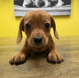 Cani piccola taglia