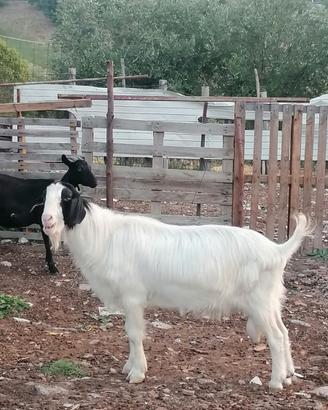 Becco. Maltese