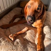 Cucciolo cane rodesian ridgeback