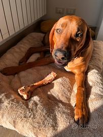 Cucciolo cane rodesian ridgeback
