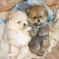 VOLPINO SPITZ di POMERANIA TOY puppy pag 12 rate
