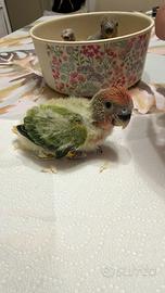 Inseparabili allevati a mano