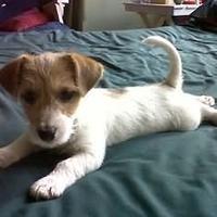 Cucciolata Jack Russell