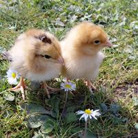 Pulcini gallina ovaiola