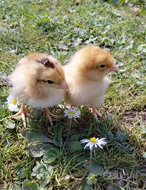 Pulcini gallina ovaiola