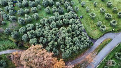 TER. AGRICOLO A PISTOIA