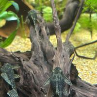 Ancistrus adulti
