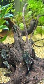 Ancistrus adulti