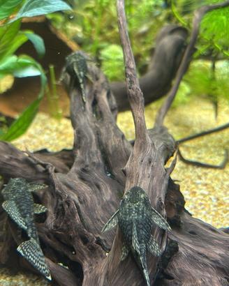 Ancistrus adulti