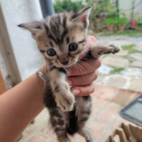 Gattini