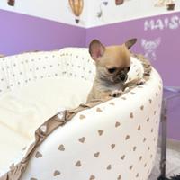 Chihuahua con pedigree