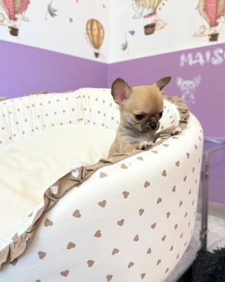 Chihuahua con pedigree
