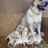 Cuccioli Labrador