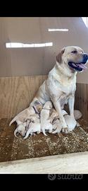 Cuccioli Labrador