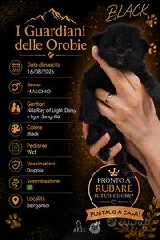 Cuccioli Maine Coon con Pedigree