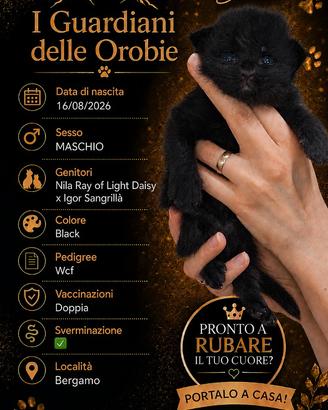 Cuccioli Maine Coon con Pedigree