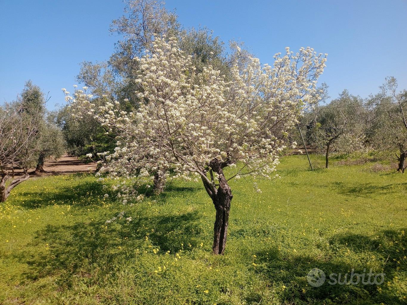 TERRENO RUSTICO - Vista 2