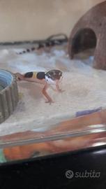 Gechi Leopardino