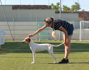 Cucciola segugio dell' Istria 