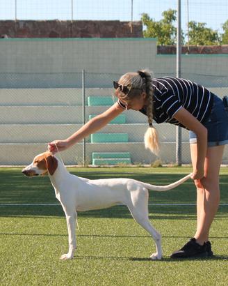 Cucciola segugio dell' Istria 