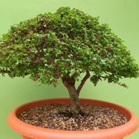 Bonsai Olmo Cinese