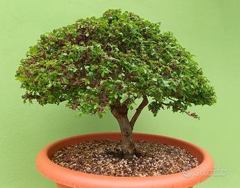 Bonsai Olmo Cinese
