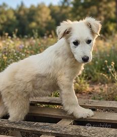 Cucciolo in adozione