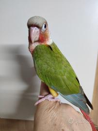 PYRRHURA MOLINAE  PET