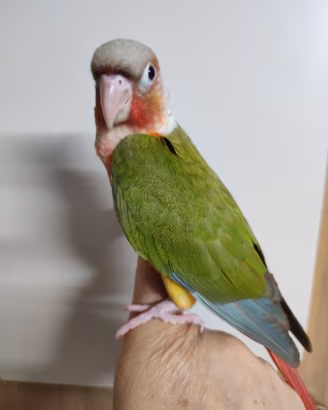 PYRRHURA MOLINAE  PET