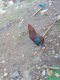 Gallo araucana