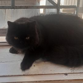 Persiano nero smoke