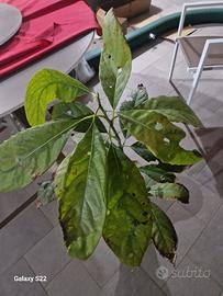 pianta avocado