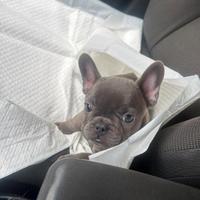 Cuccioli Bulldog Francese